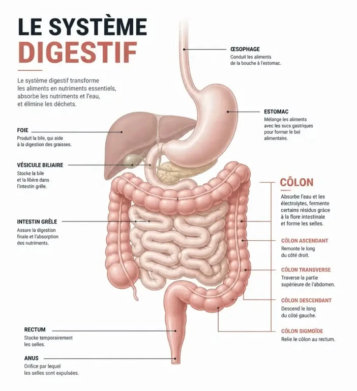 Schéma anatomique du côlon et fonctionnement du système digestif pour le nettoyage du côlon